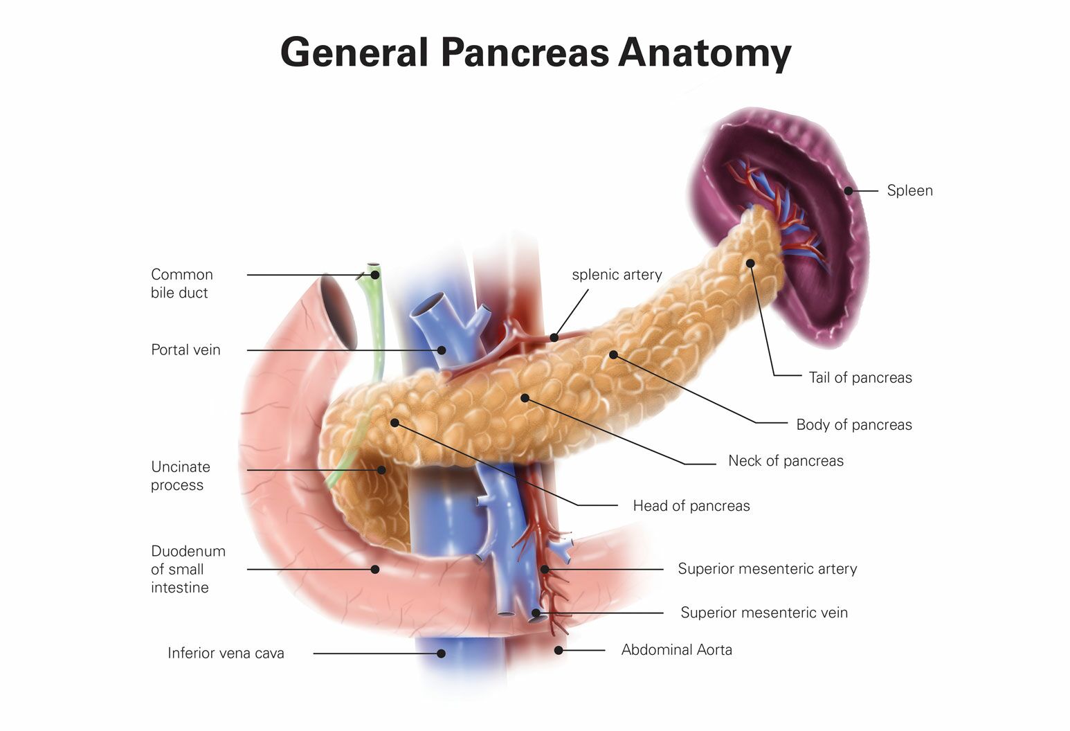 cancer pancreatic neck