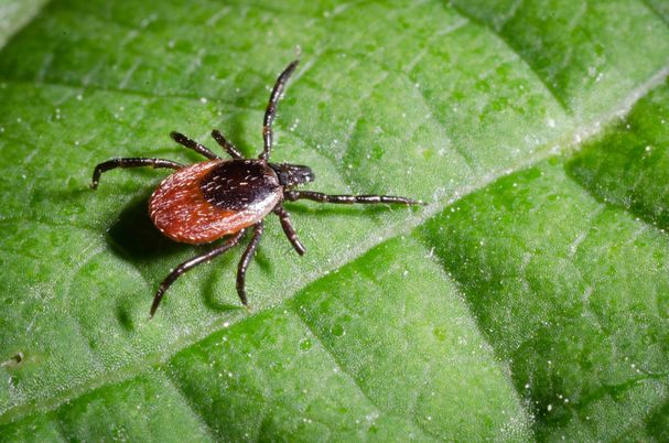 It’s tick season. Here is everything you need to know about ticks ...