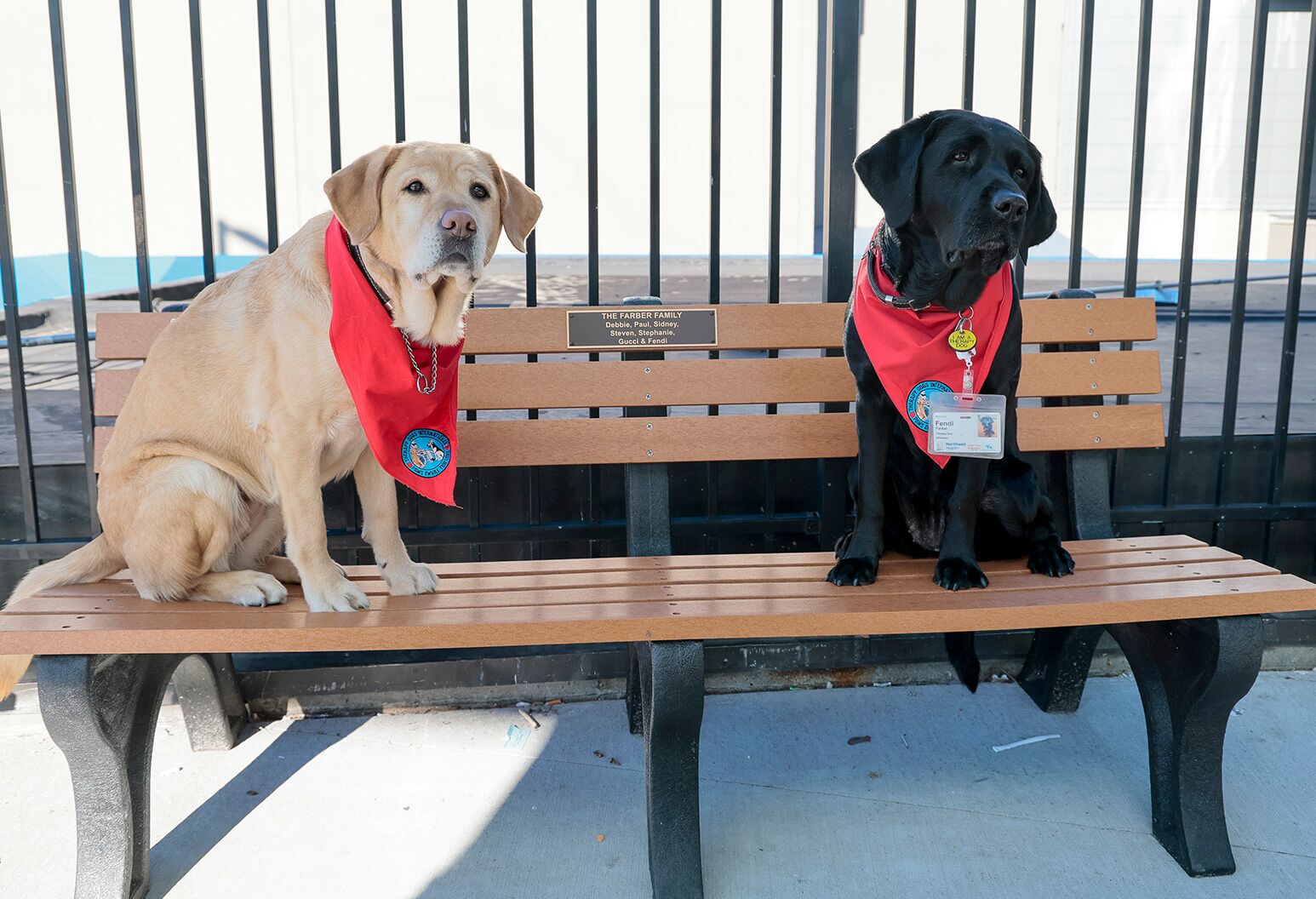 Labrador emotional fashion support dog