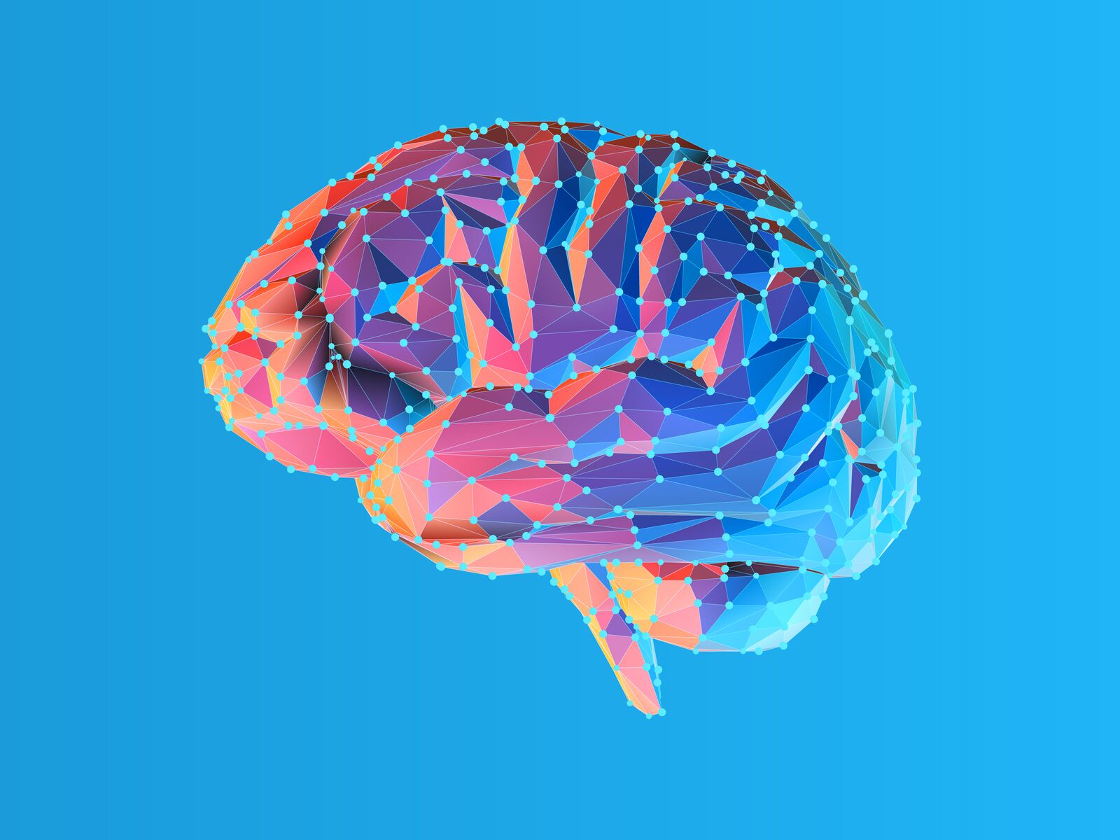 A polygonal rendering of a brain.